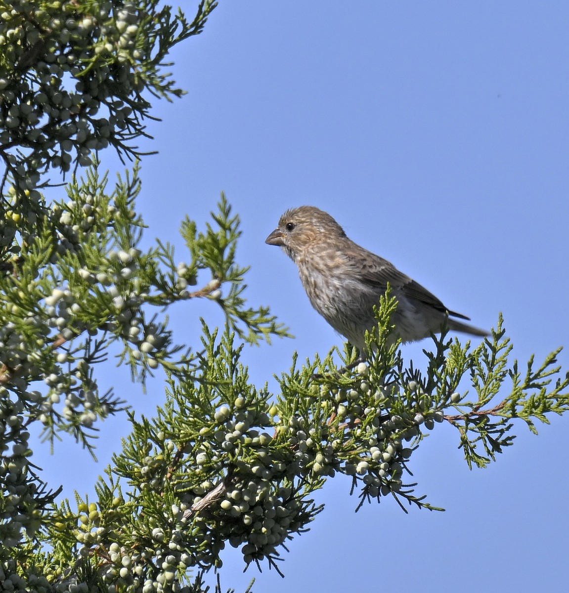 House Finch - ML641323264