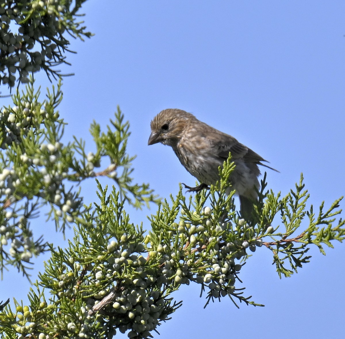 House Finch - ML641323267