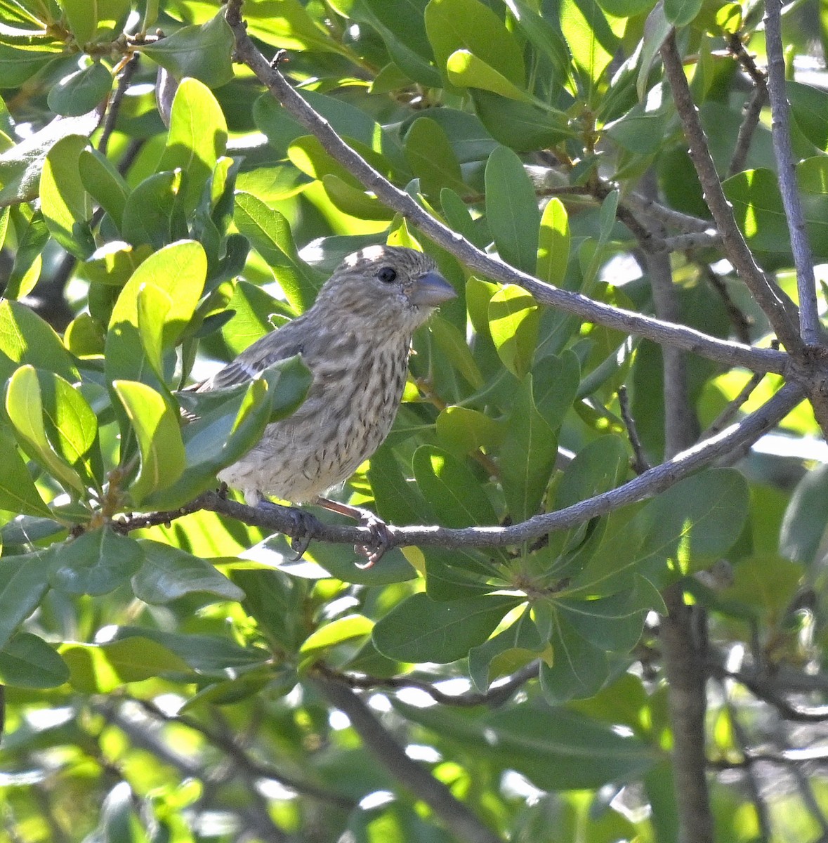 House Finch - ML641323278