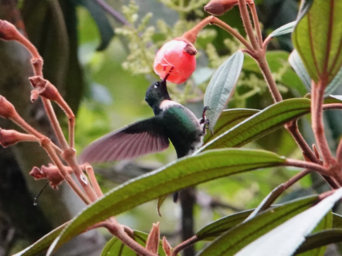 Collared Inca - ML641323281