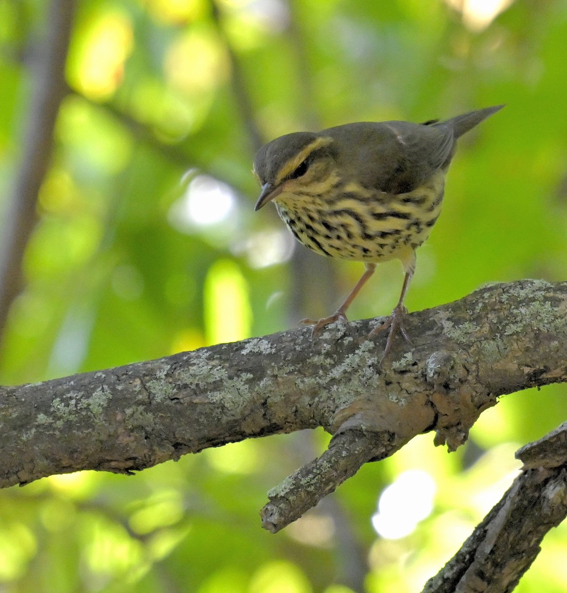Northern Waterthrush - ML641323313
