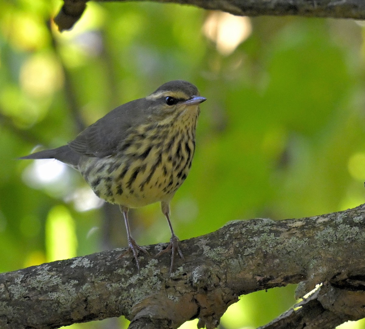 Northern Waterthrush - ML641323315