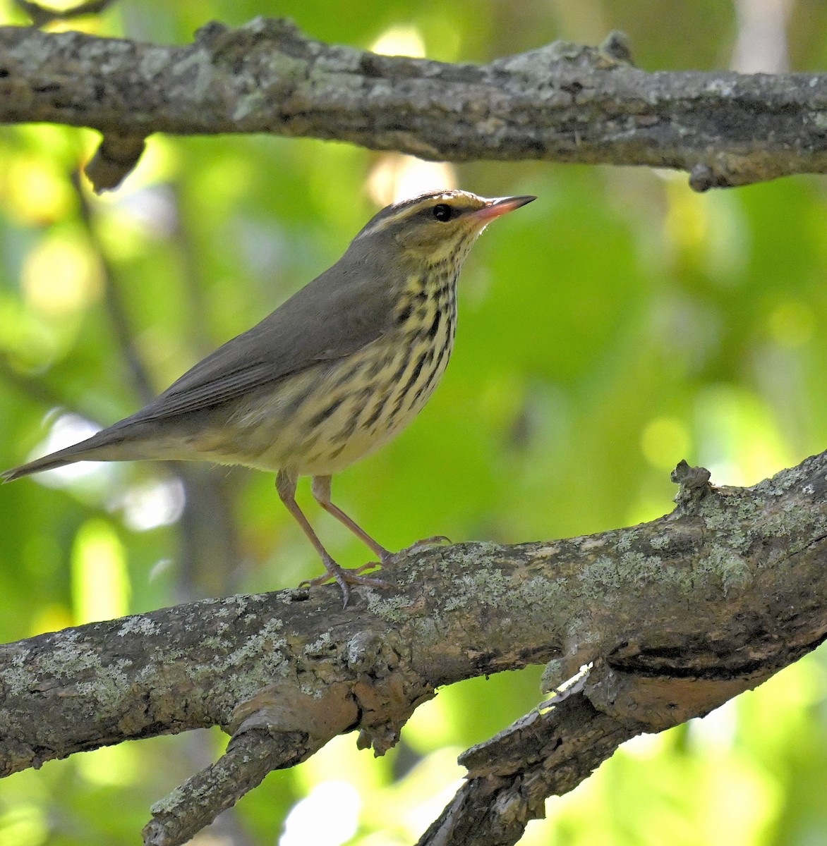 Northern Waterthrush - ML641323330