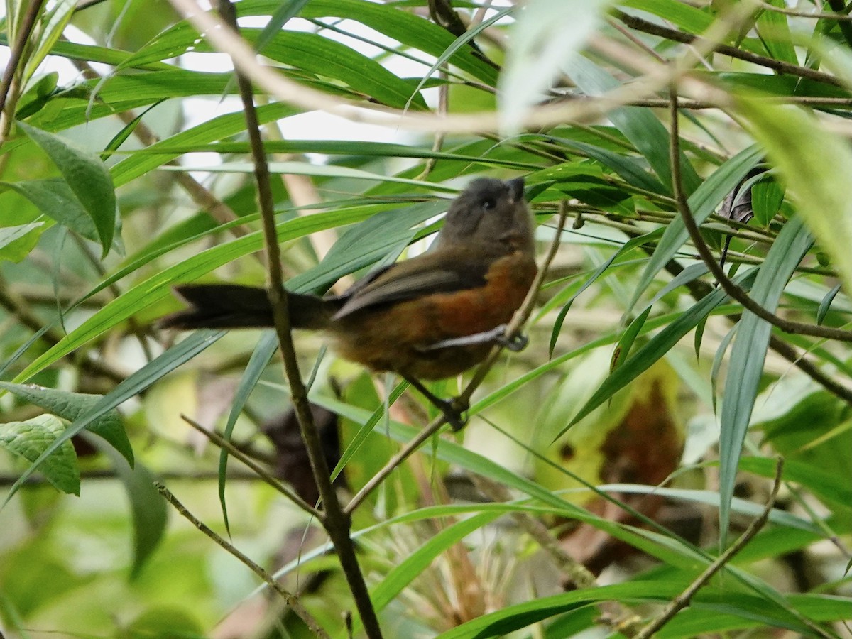 ズキンコウカンチョウ - ML641323338