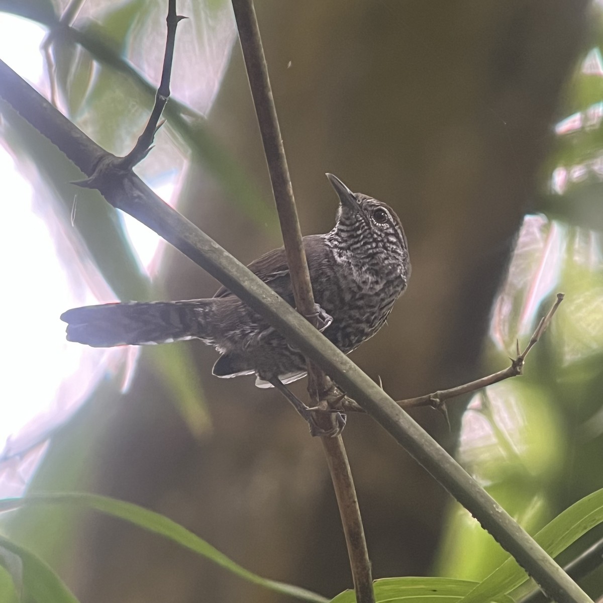 Speckle-breasted Wren (Colombian) - ML641323346