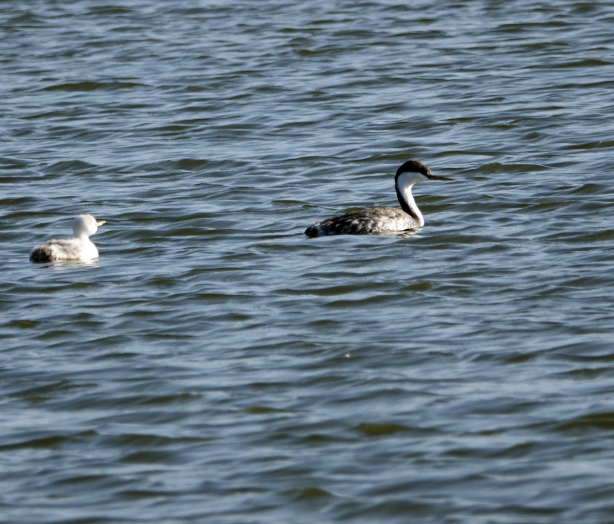 Western Grebe - ML641323358