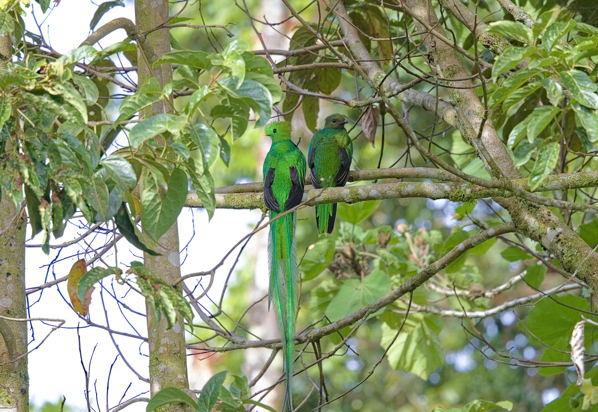 Resplendent Quetzal (Costa Rican) - ML641323378