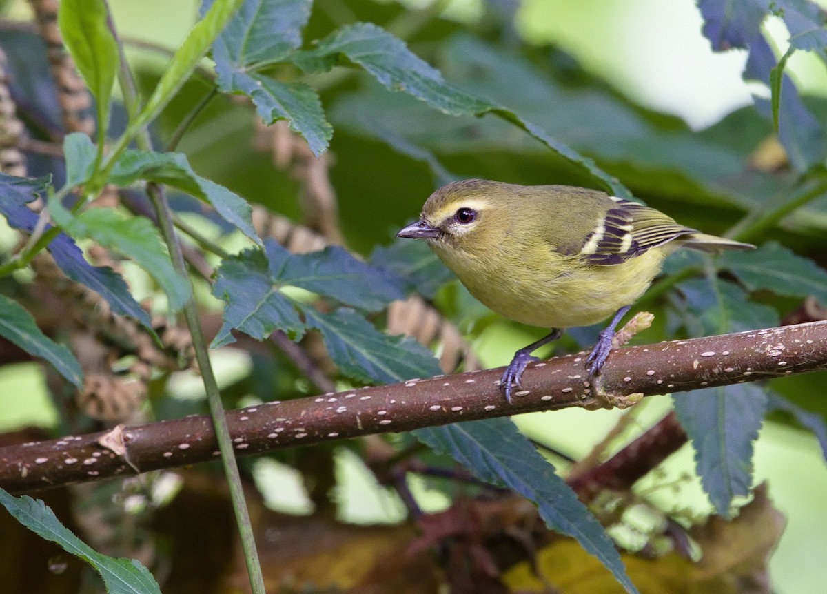 Yellow-winged Vireo - ML641323380