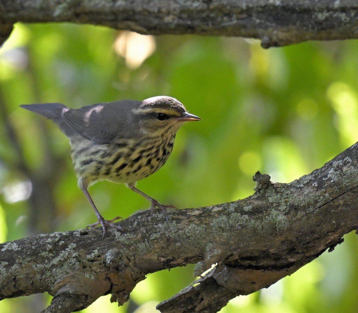 Northern Waterthrush - ML641323384