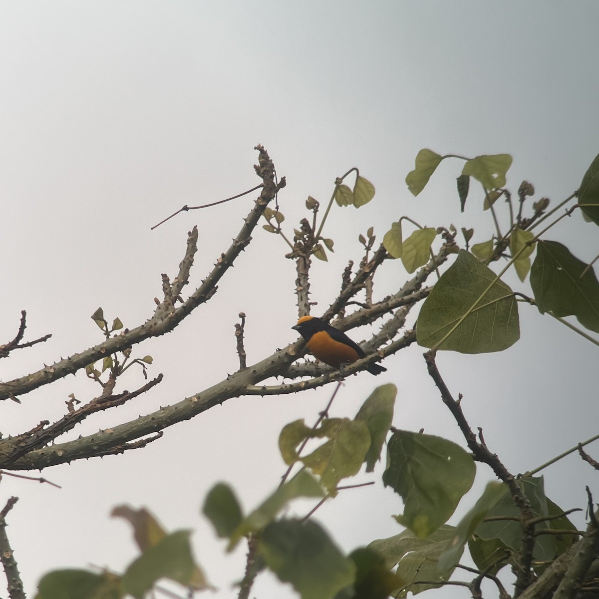 Orange-crowned Euphonia - ML641323387