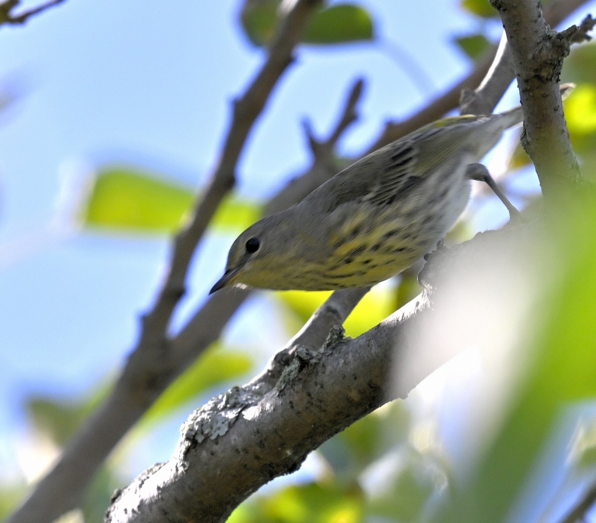 Cape May Warbler - ML641323390