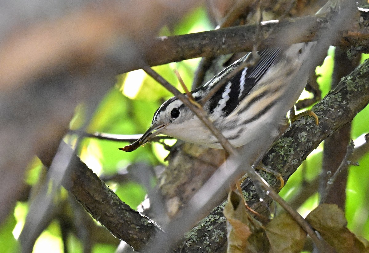 Black-and-white Warbler - ML641323416
