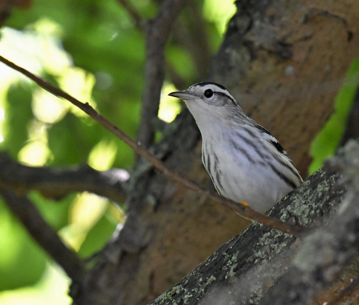 Black-and-white Warbler - ML641323420