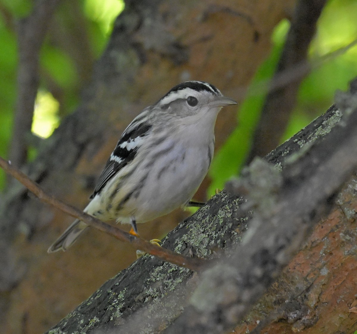 Black-and-white Warbler - ML641323423