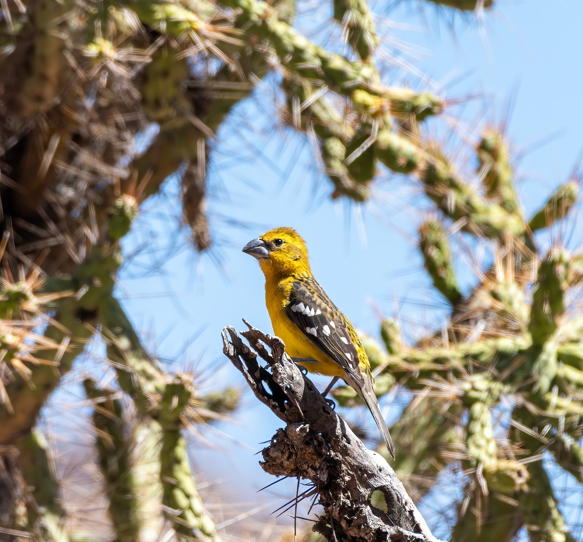 Golden Grosbeak - ML641323428