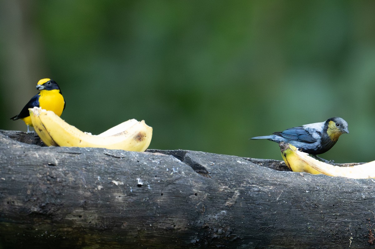 Silvery Tanager - ML641323438