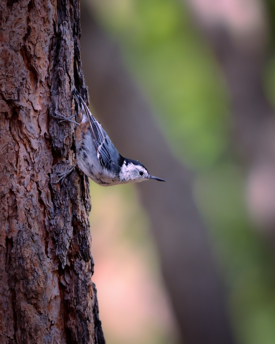 White-breasted Nuthatch - ML641323444