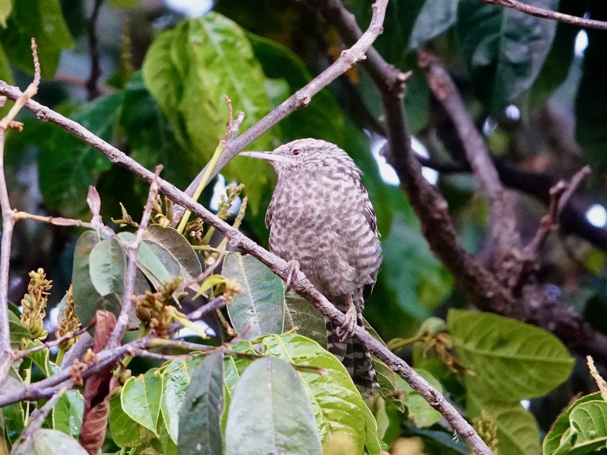 Fasciated Wren - ML641323445