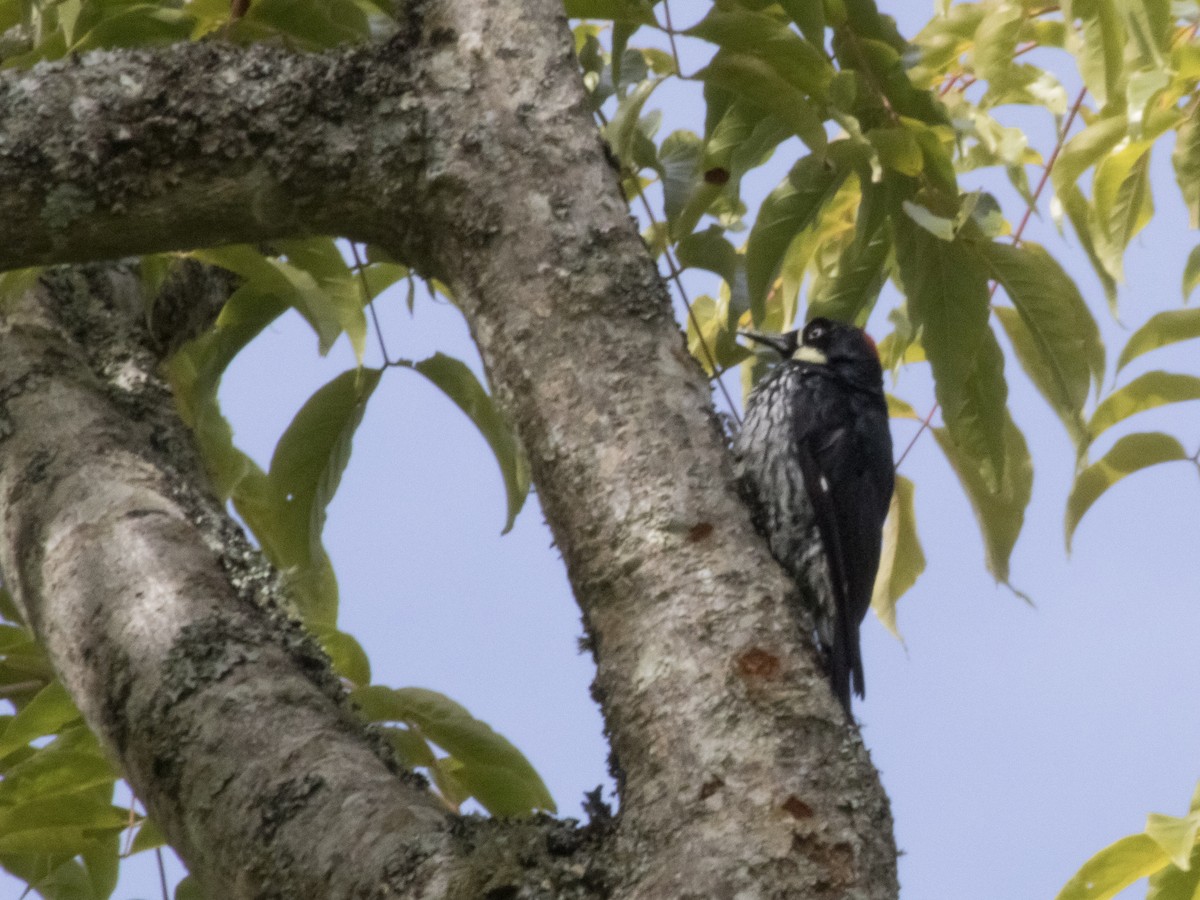 Acorn Woodpecker - ML641323449