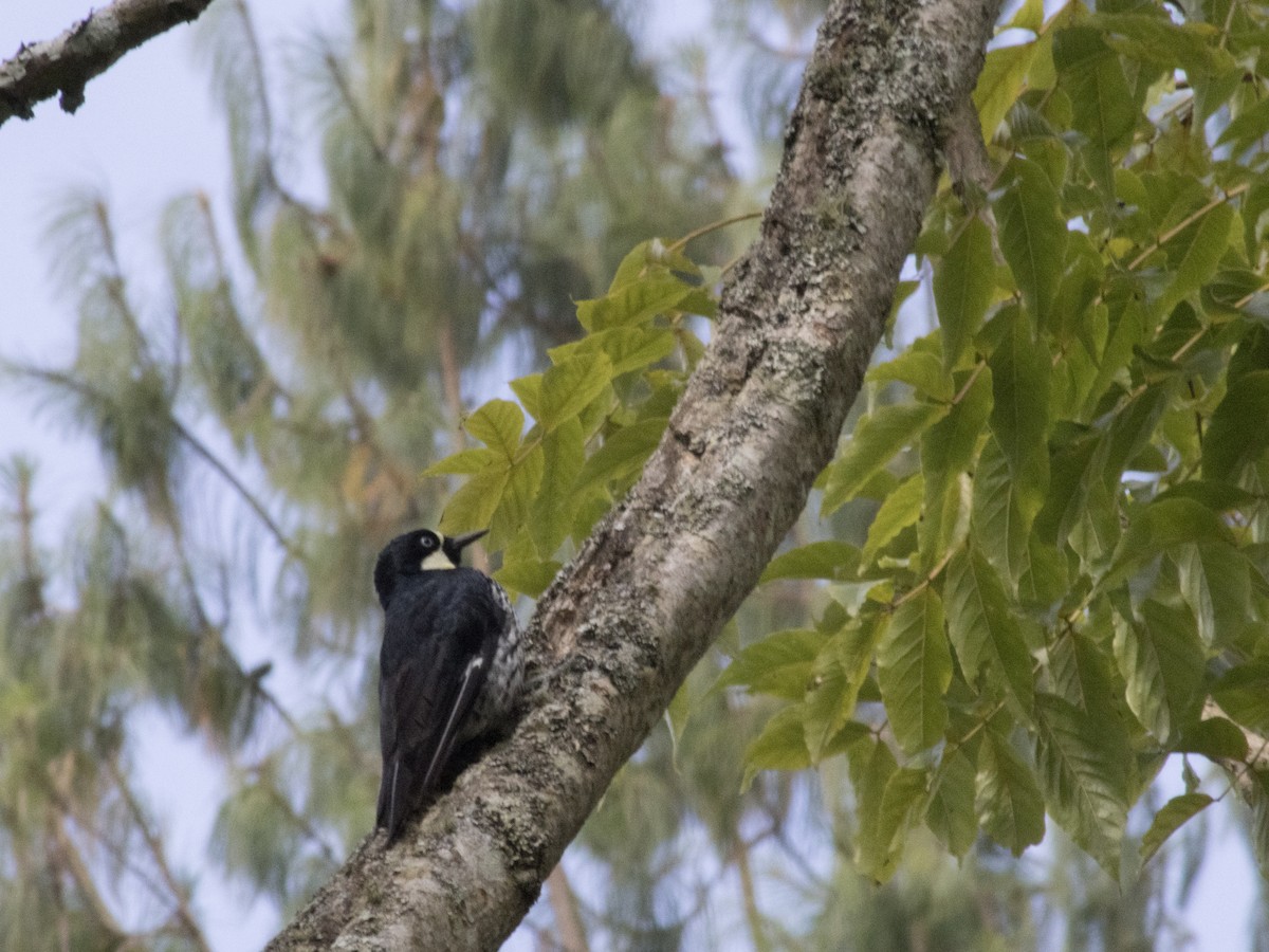 Acorn Woodpecker - ML641323450