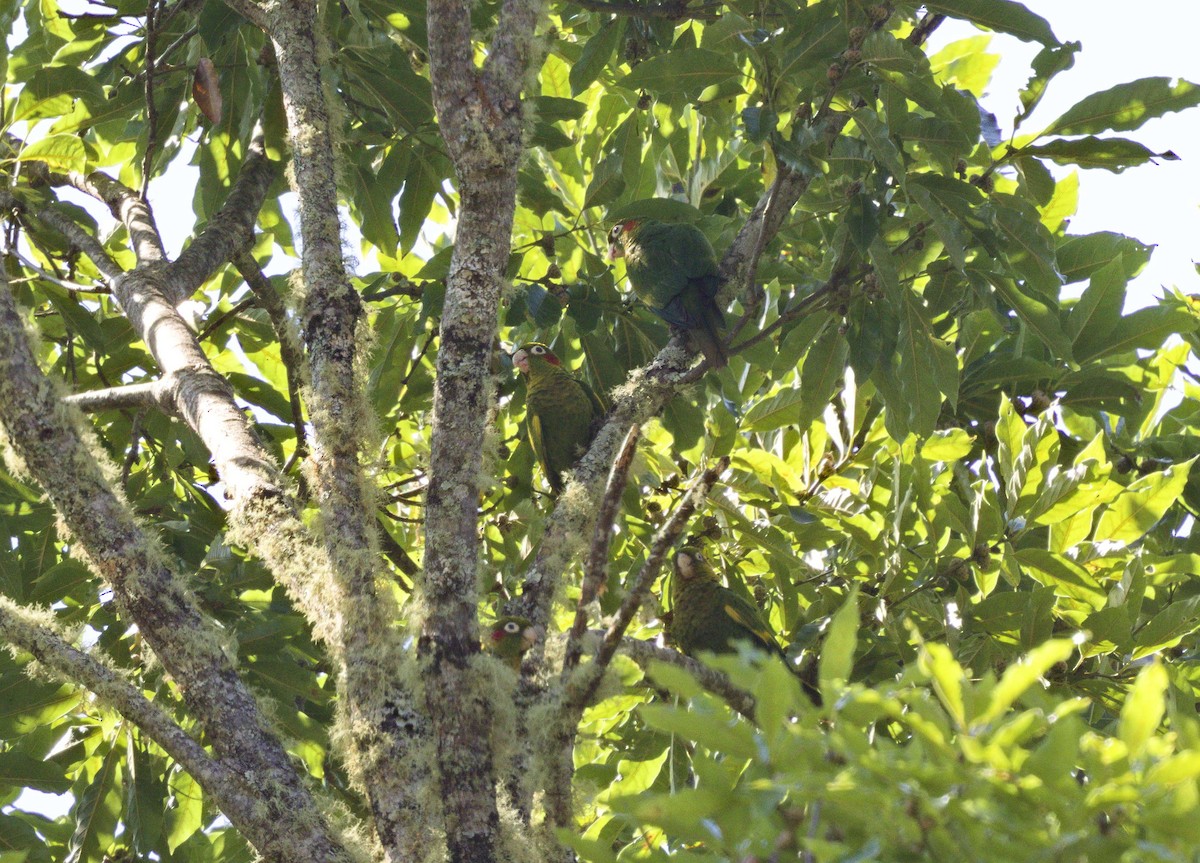 Sulphur-winged Parakeet - ML641323474