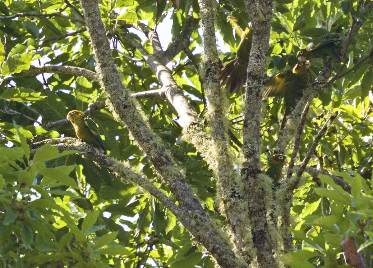 Sulphur-winged Parakeet - ML641323475