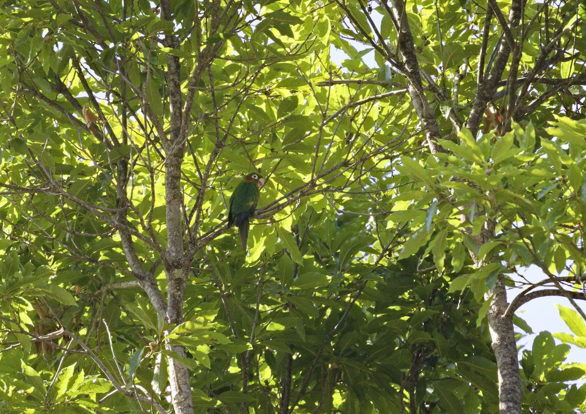 Sulphur-winged Parakeet - ML641323477