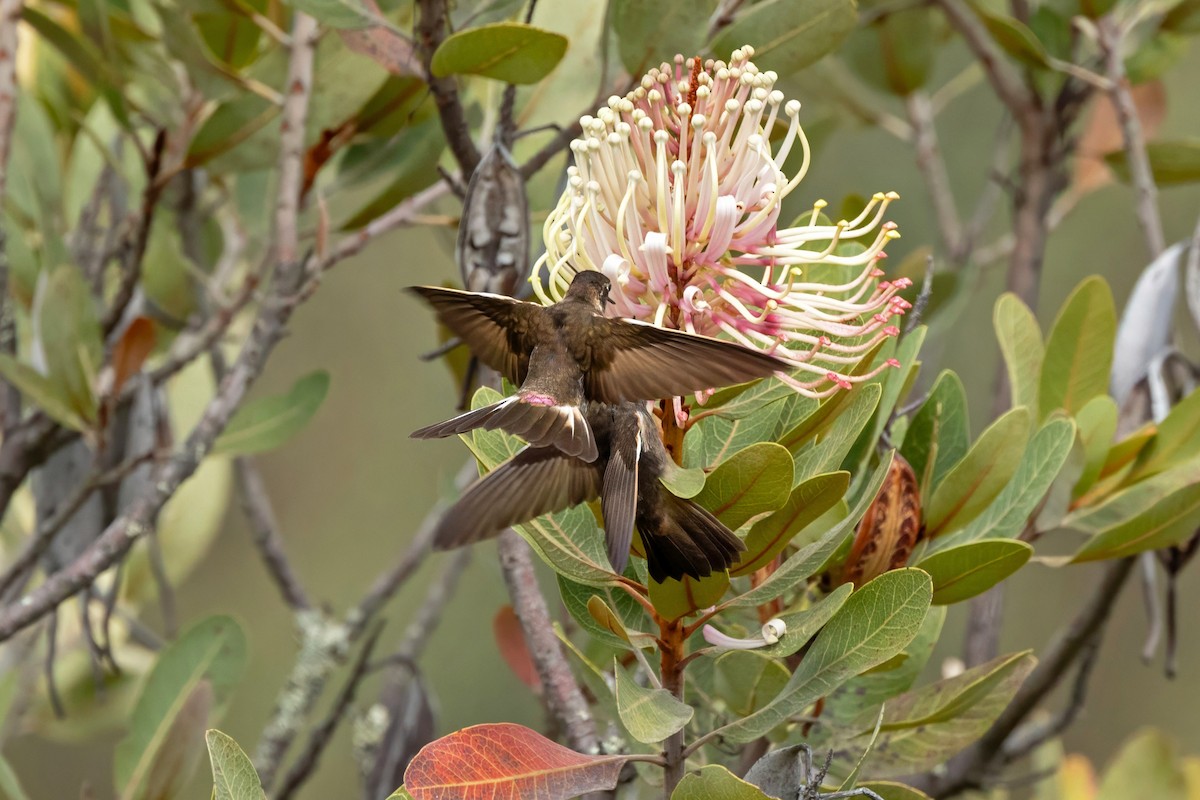 Purple-backed Sunbeam - ML641323494