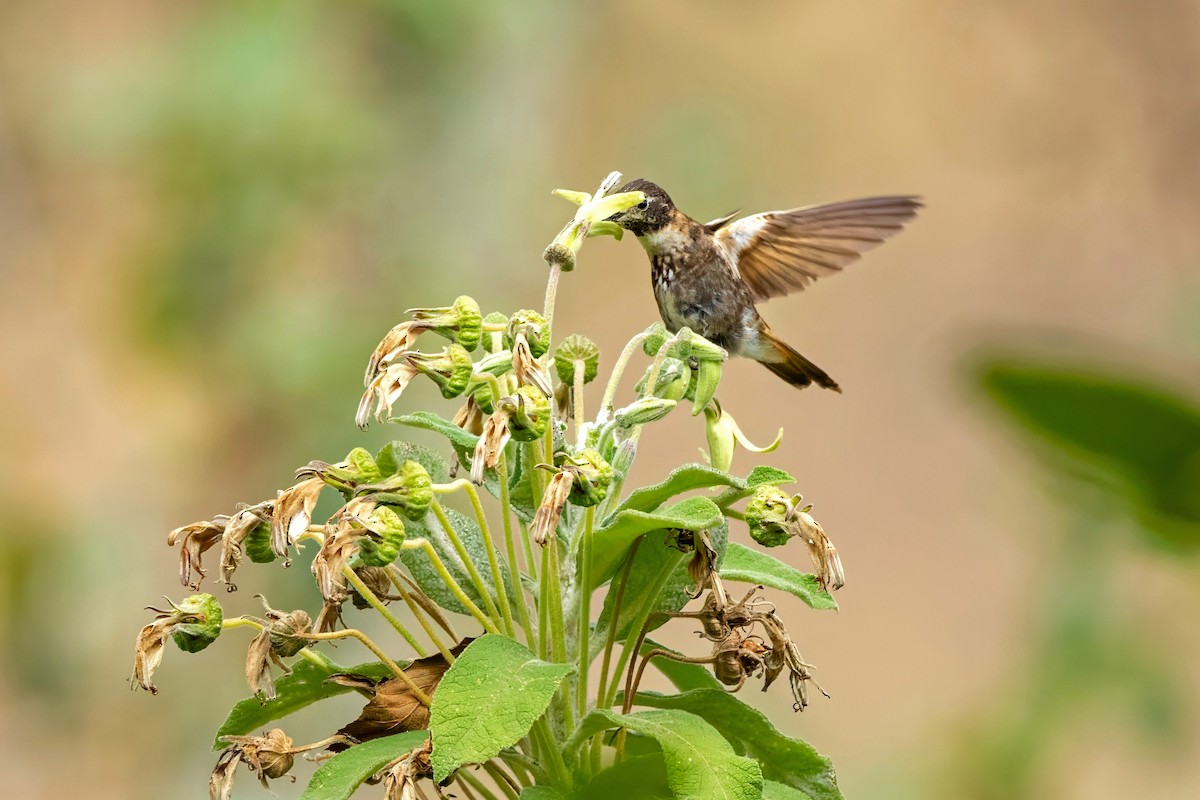 Purple-backed Sunbeam - ML641323505