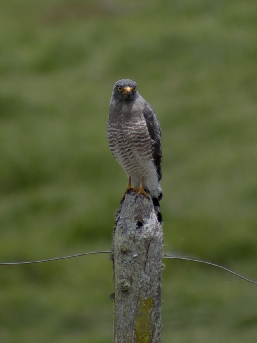 Roadside Hawk - ML641323516