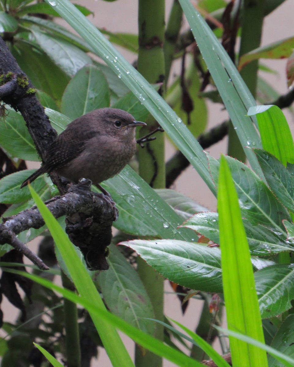 Southern House Wren - ML641323542