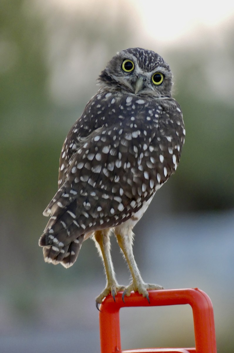 Burrowing Owl - ML641323557