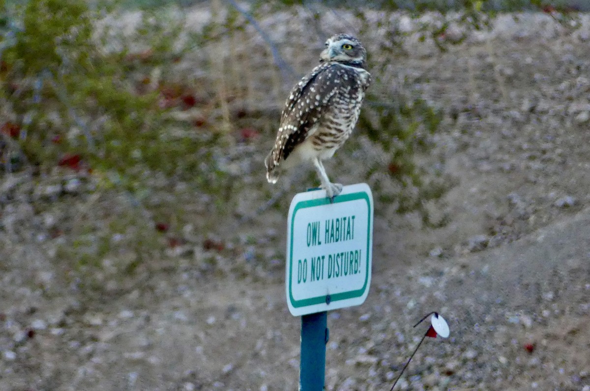 Burrowing Owl - ML641323558
