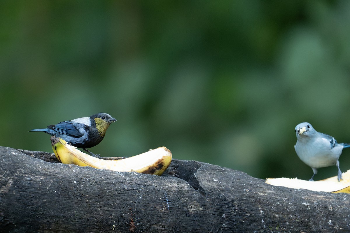 Silvery Tanager - ML641323576