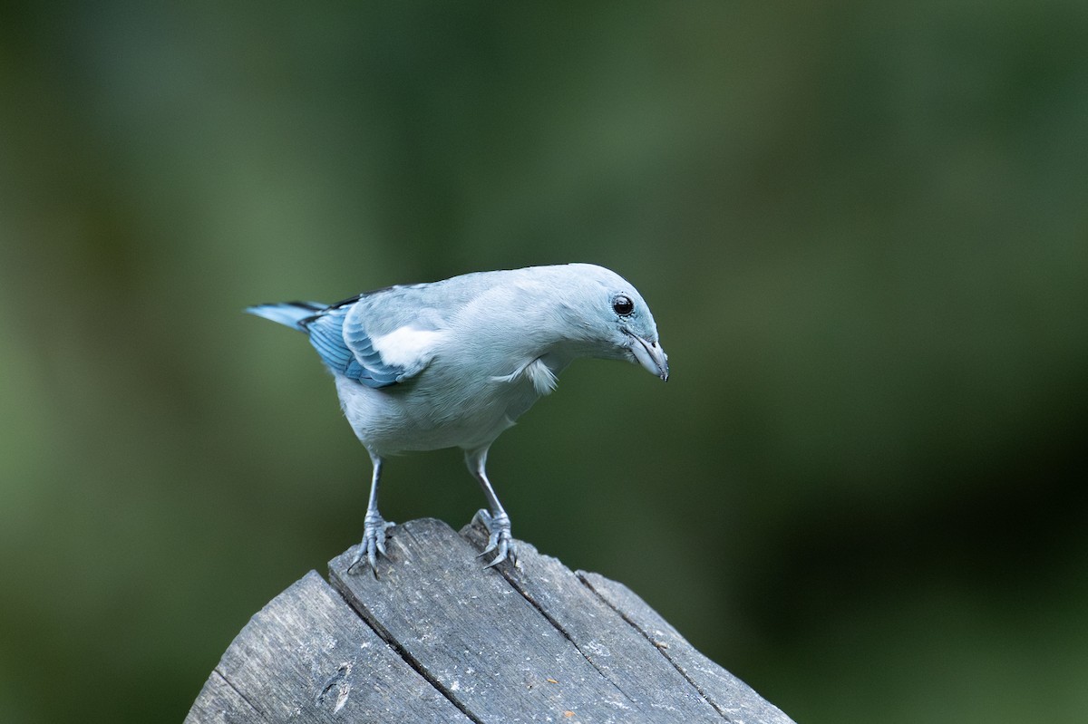 Blue-gray Tanager (White-edged) - ML641323581