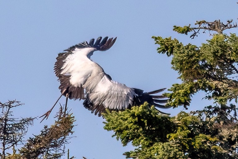 Wood Stork - ML641323602