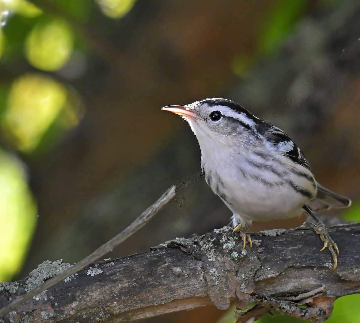 Black-and-white Warbler - ML641323608