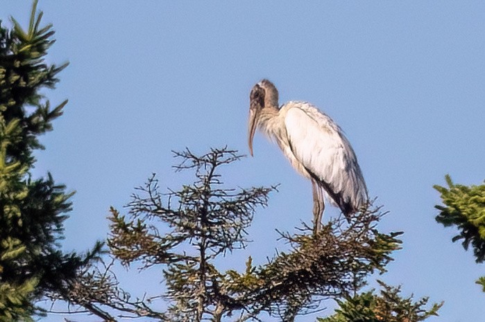 Wood Stork - ML641323611