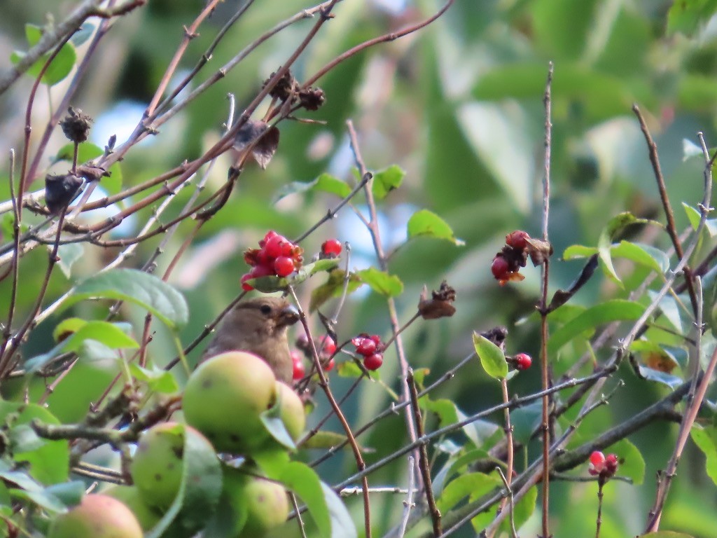 Eurasian Bullfinch - ML641323626
