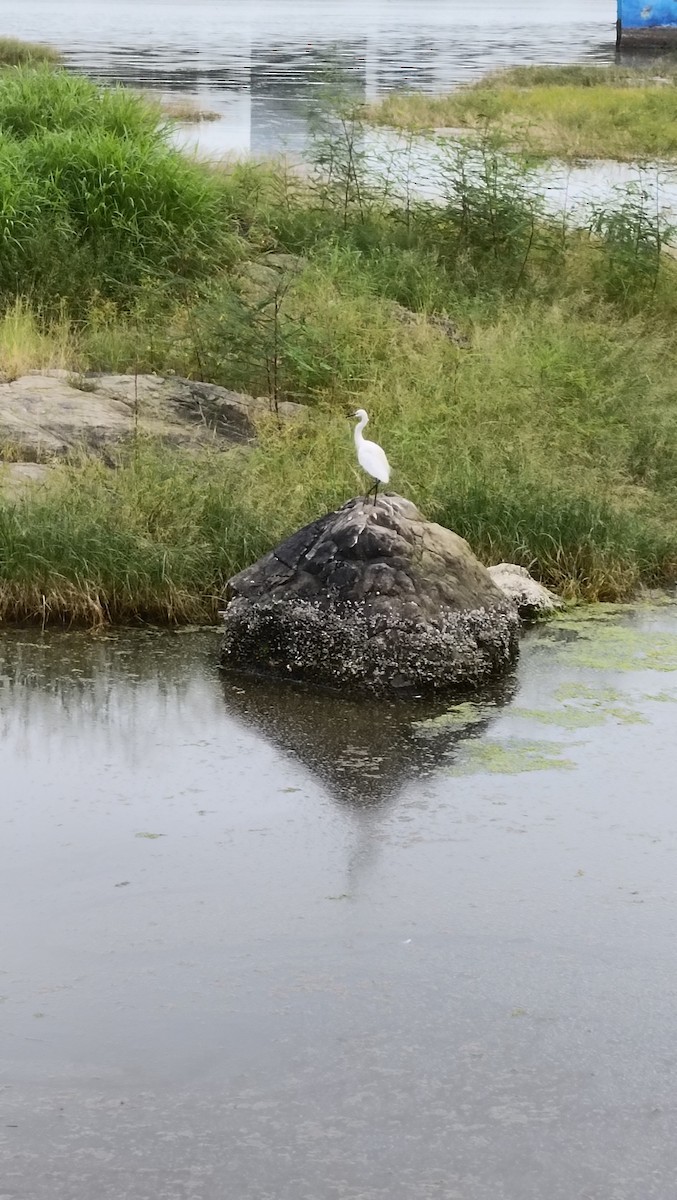 Little Egret - ML641323630