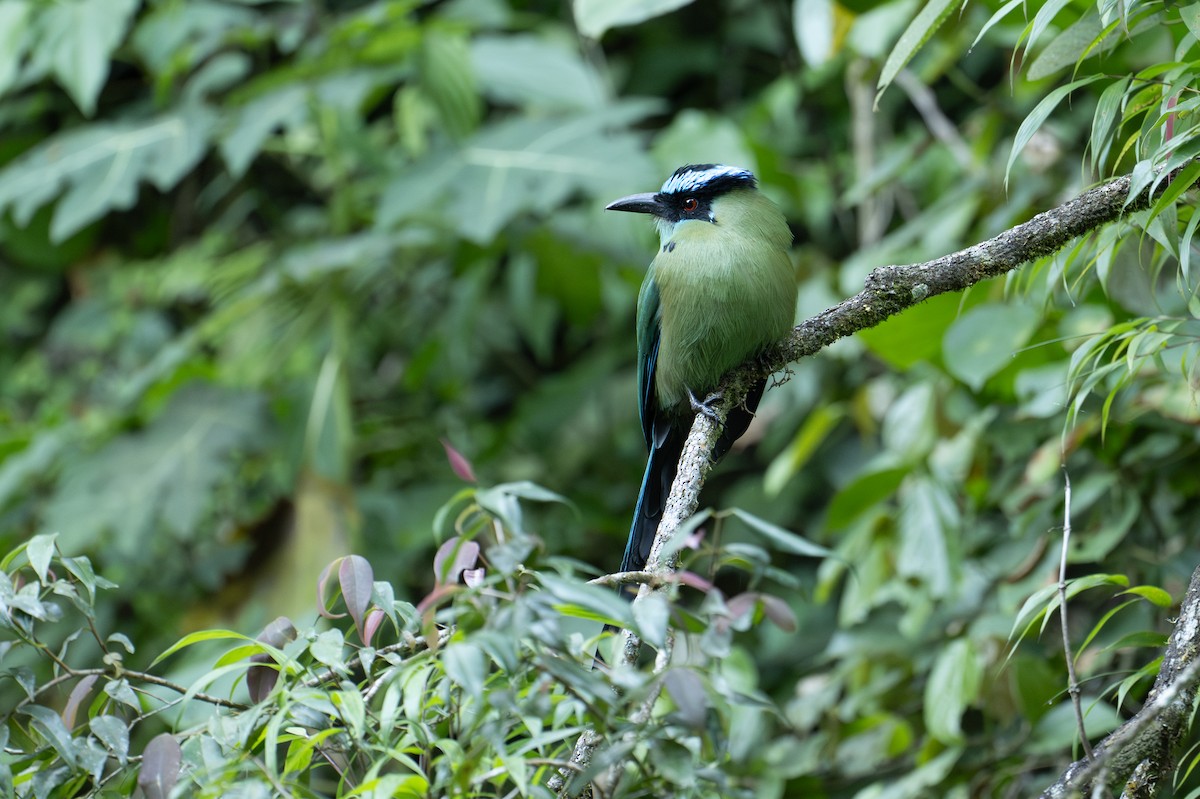 Andean Motmot - ML641323659