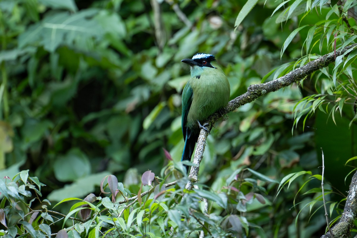 Andean Motmot - ML641323660