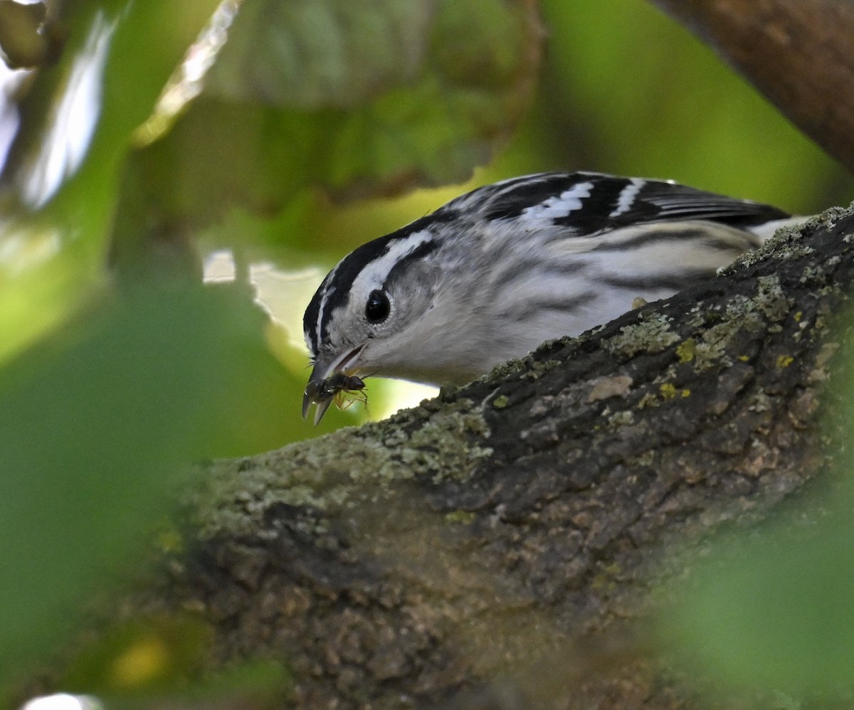 Black-and-white Warbler - ML641323662