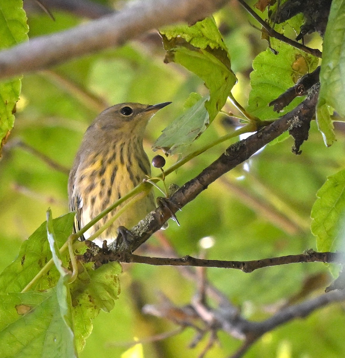 Cape May Warbler - ML641323683