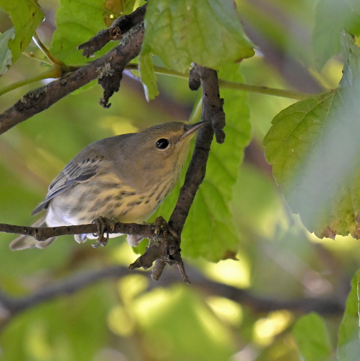 Cape May Warbler - ML641323713