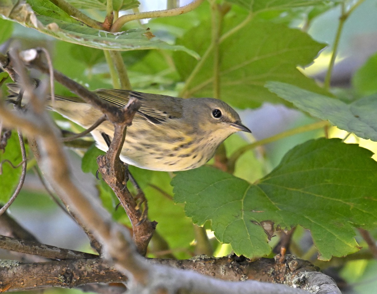 Cape May Warbler - ML641323719
