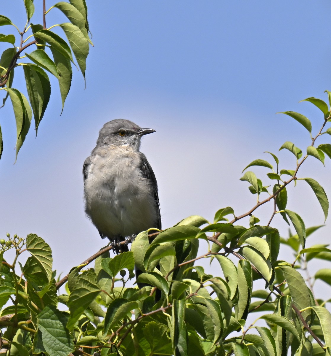 Northern Mockingbird - ML641323734