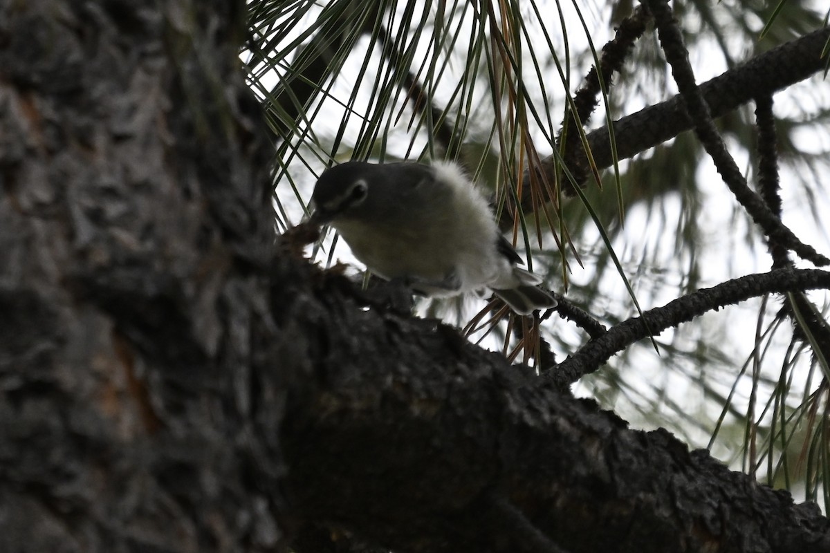 Plumbeous Vireo - ML641323735