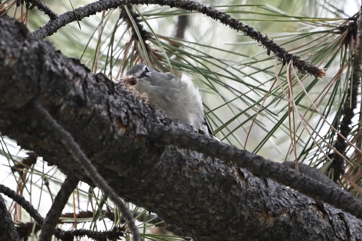 Plumbeous Vireo - ML641323736