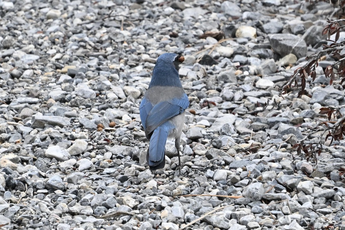 Woodhouse's Scrub-Jay - ML641323739